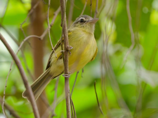 Groenkapbreedbektiran (Tolmomyias sulphurescens)